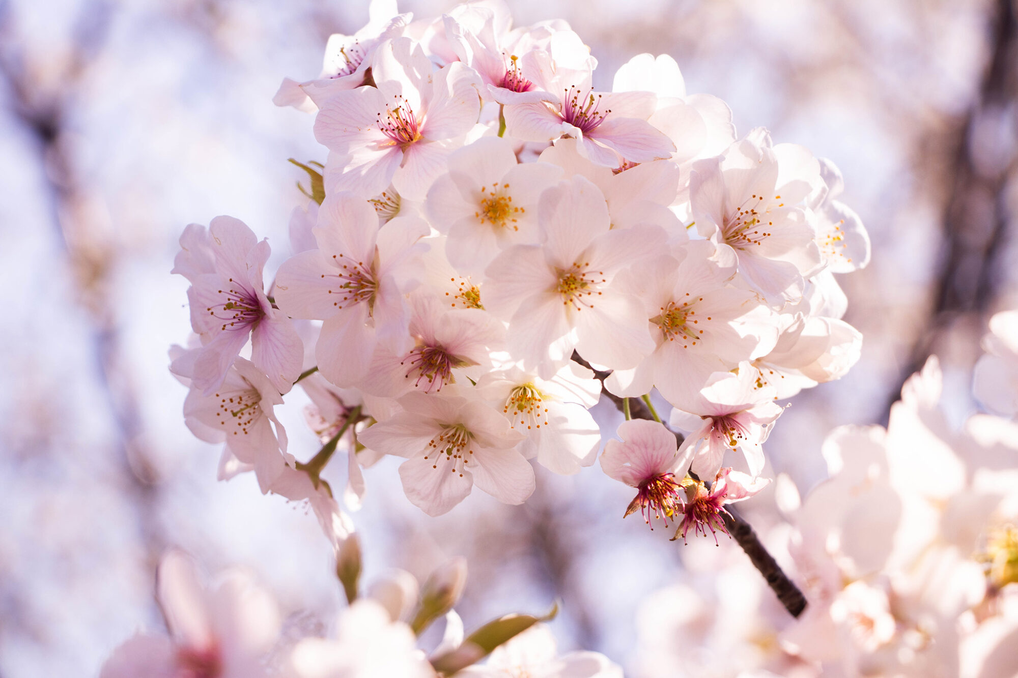 🌸サクラサク🌸